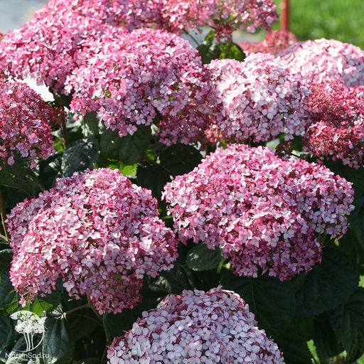 Гортензия Кандибелле Баблгам, горшок, С2-С3