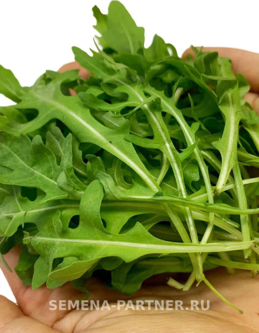 Рукола Триция - Партнер фото 4