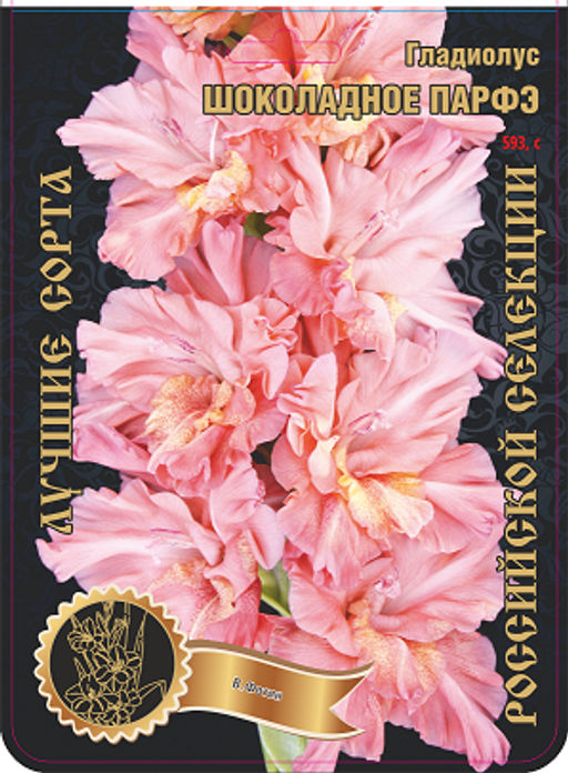 Гладиолус Шоколадное Парфэ 593,Фотин Экстра 7шт (Ф)
