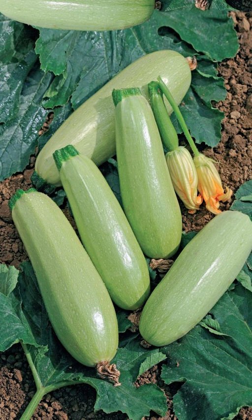 Кабачок КОМАРИК F1 Засухоустойчивый! Мякоть кремовая, нежная, плотная! Долго не перерастает! Вкус отличный!