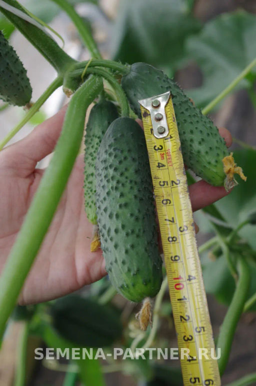 Огурец партенокарпический Гоша - Партнер фото 7