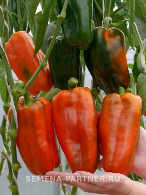 Перец сладкий Флагман - Партнер фото 6
