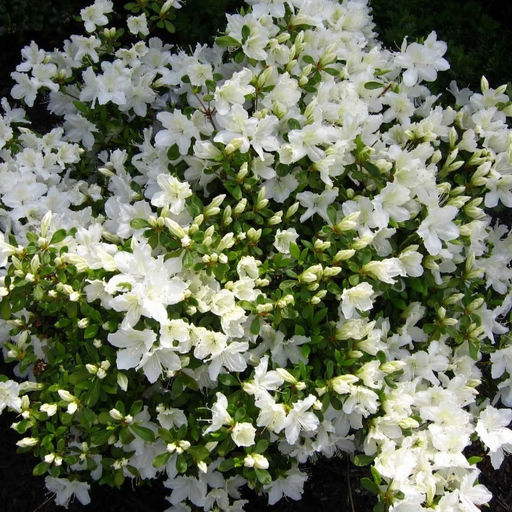 Азалия японская Рододендрон Adonis (Адонис) - Голландские луковицы фото 2