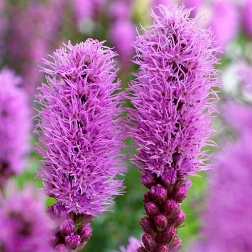 Лиатрис колосковидный (Spicata)