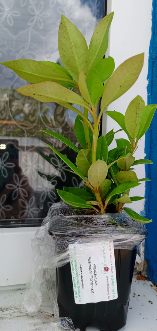 Рододендрон Поларнахт