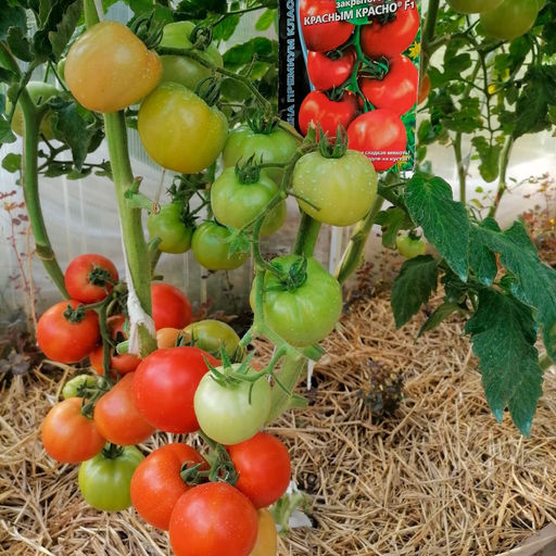 Томат КРАСНЫМ КРАСНО F1 Особо урожайный! Наши рекомендации! Сахаристая сладкая мякоть! Усыпан плодмами! - Уральский дачник фото 2