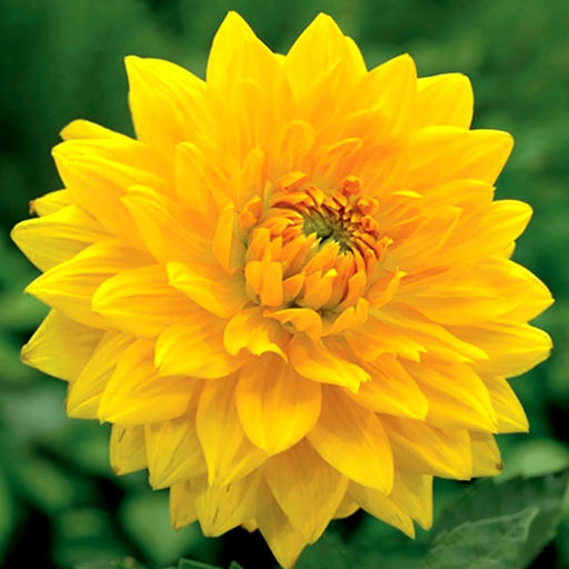 ГЕОРГИНА Граселэнд Разбор I Кол-во упак., шт 1