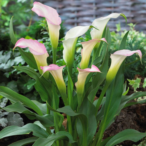 Калла Strawberry Blush - Голландские луковицы фото 2