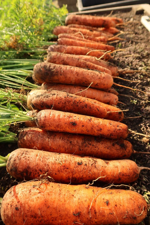 Морковь КРАСНАЯ ЗВЕЗДА® F1 - Уральский дачник фото 3