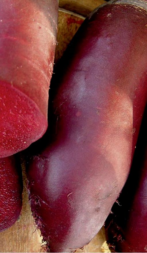 Свёкла ГЕНЕРАЛЬСКАЯ F1 - Уральский дачник фото 2