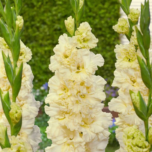 ГЛАДИОЛУС Калуга Разбор 10/12 Кол-во упак., шт 8