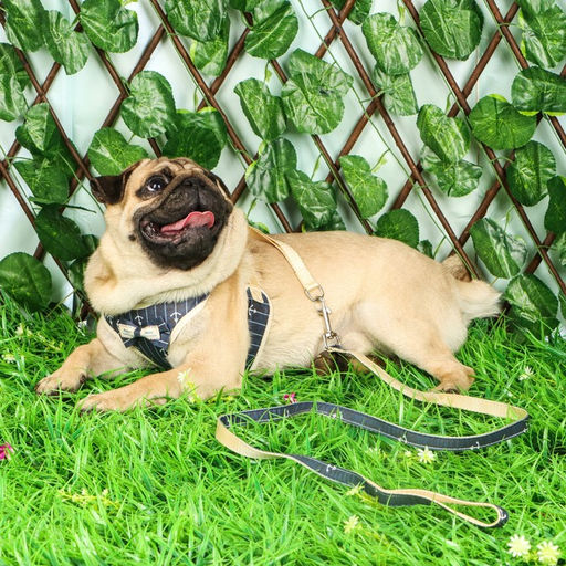 Комплект с мягкой шлейкой Якорь, размер L, поводок 120 х 1,5 см, ОГ 42-76 см, синий - Пижон фото 9