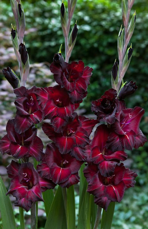 ГЛАДИОЛУС Блэк Джек Разбор 10/12 Кол-во упак., шт 10