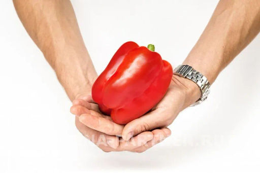 Перец сладкий Халиф - Партнер фото 3