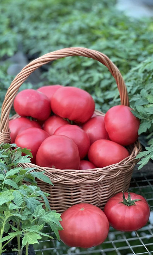 Томат САНЬКА РОЗОВЫЙ Растение компактное! Вкусовые качества и товарность отличные! Высокая транспортабельность! - Уральский дачник фото 2