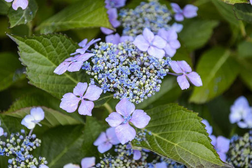 Гортензия пильчатая Blue Clouds (Блю Клауд) - Голландские луковицы фото 4