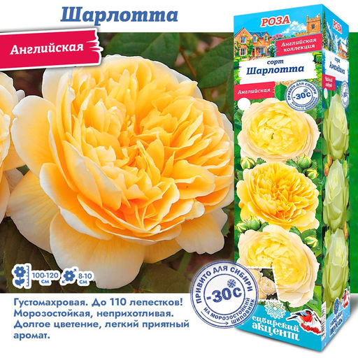 Роза Шарлотта (Английская) 1шт
