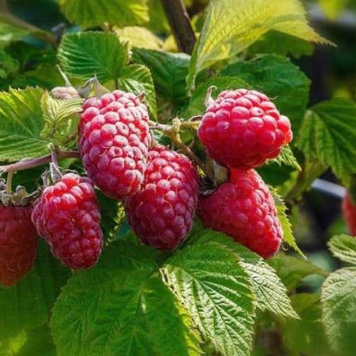 Малина Бриллиант ремонтантная (коробка) 1шт