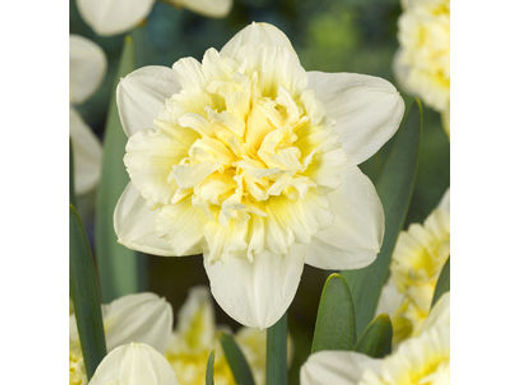 Цена за 3 шт. Нарцисс Ice King (Айс Кинг) - Долина роз фото 3