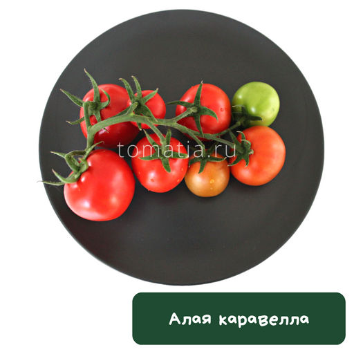 Алая каравелла - Tomatia фото 2