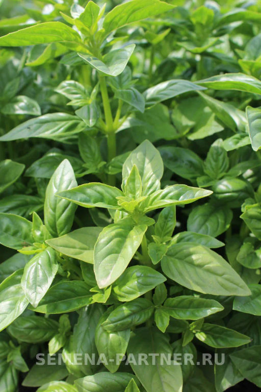 Базилик Мариан - Партнер фото 3