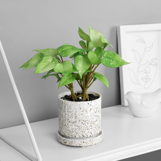 Искусственный цветок в горшке Сингониум премиум (мягкий лист), 15?7 см, МИКС