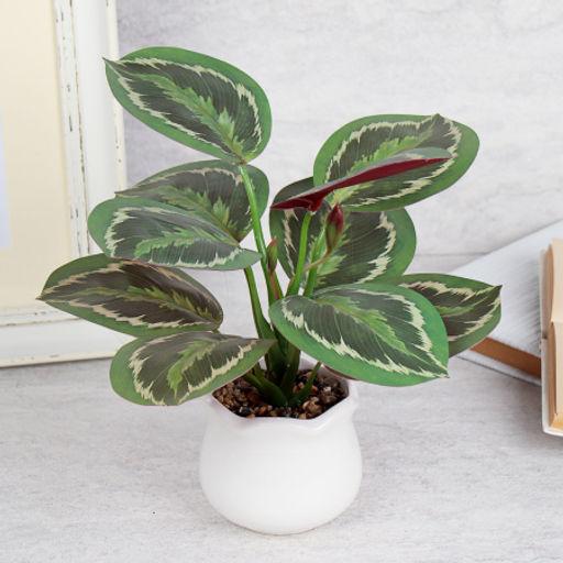 Цветочная композиция Калатея 27 см / SL-6 /уп 48/ - Галеонтрейд фото 8