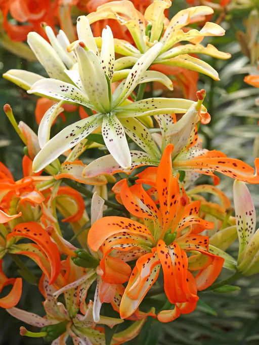 Лилия Must See (Азиатский гибрид, махровый) - Голландские луковицы фото 2