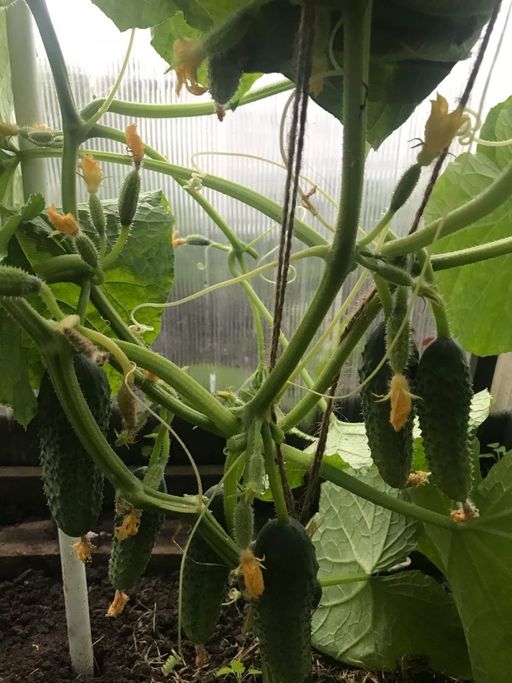 Огурец МЭЛС F1  Суперпучковый, ультраранний! - Уральский дачник фото 5