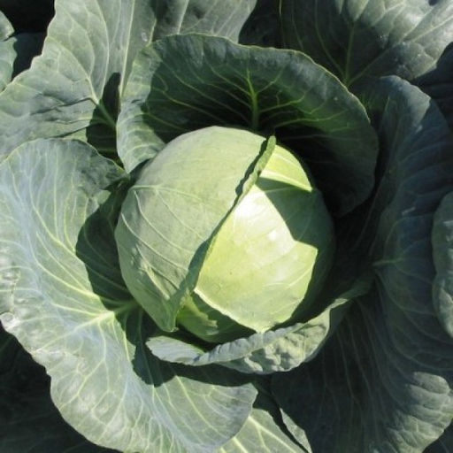 5028D Капуста белокочанная Застольный F1 10шт