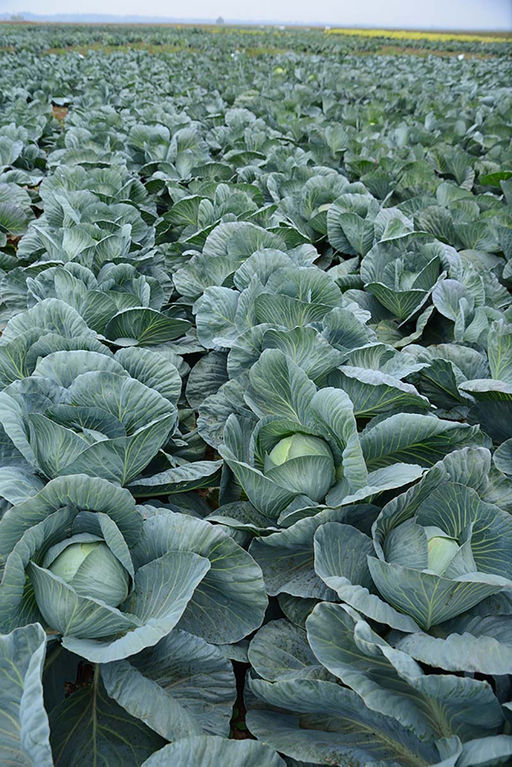 Капуста белокочанная Герцогиня F1(А) (ЦВ) 0,2гр.