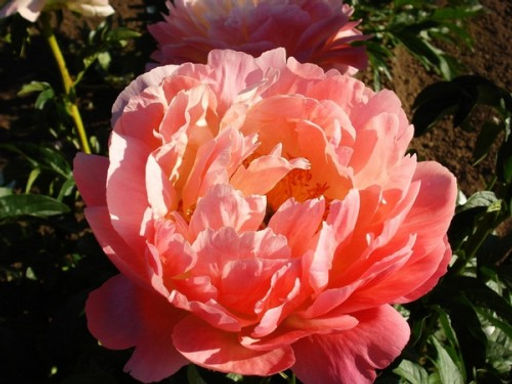 ПИОН Корал Суприм Разбор 2/3 n Кол-во упак., шт 1