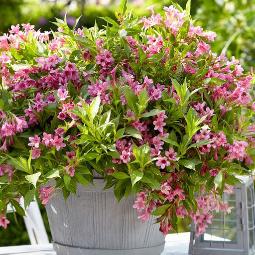 Вейгела цветущая Пикобелла Роза - 7цветов фото 2