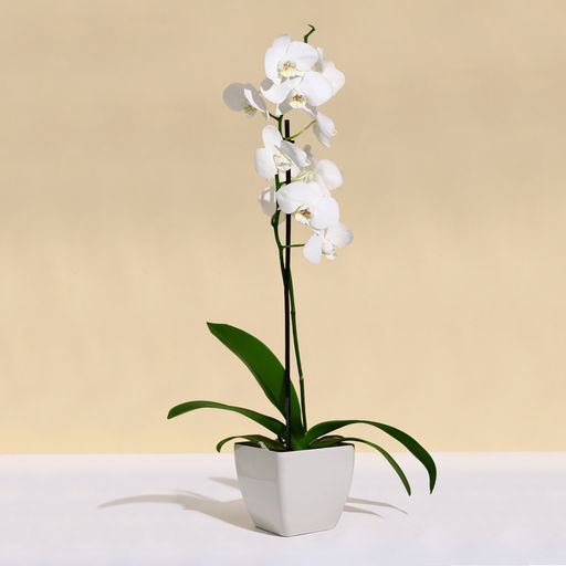 Цена за 2 шт. Кашпо для цветов, 15×15 см, 2.5 л, пластик, бежевое