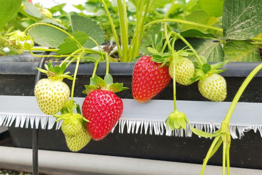 Клубника Флорида бьюти