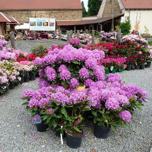 Рододендрон Пинк Пурпл Дрим - Долина роз фото 3