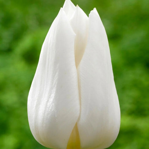 Тюльпан Роял Вирджин