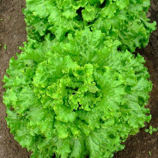 5080D Салат Задор 10шт