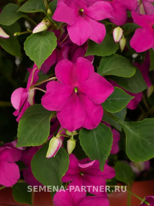 Бальзамин Уоллера крупноцветковый Вайлет Сенсейшн - Партнер фото 2