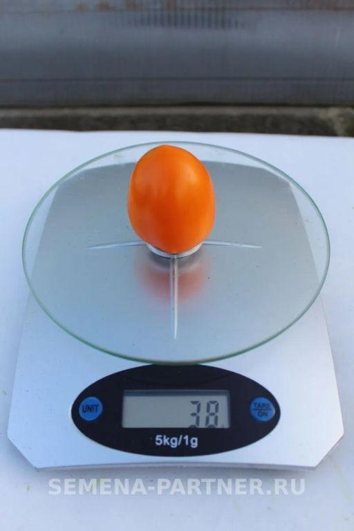 Томат Версаль - Партнер фото 4