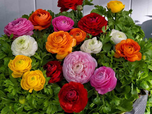 Лютик смесь (Ranunculus Mix) 10шт - Долина роз фото 3