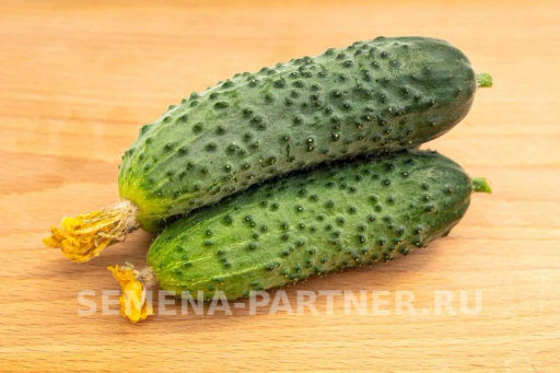 Огурец партенокарпический Герман - Партнер фото 6