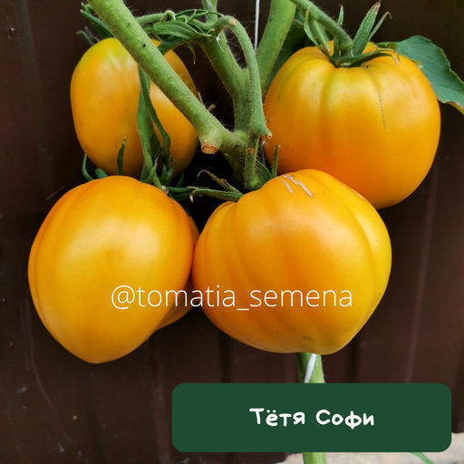 Тётя Софи - Tomatia фото 2