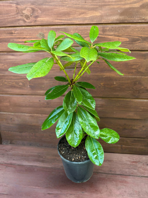 Рододендрон Gomer Waterer (Гомер Ватерер) - Долина роз фото 6