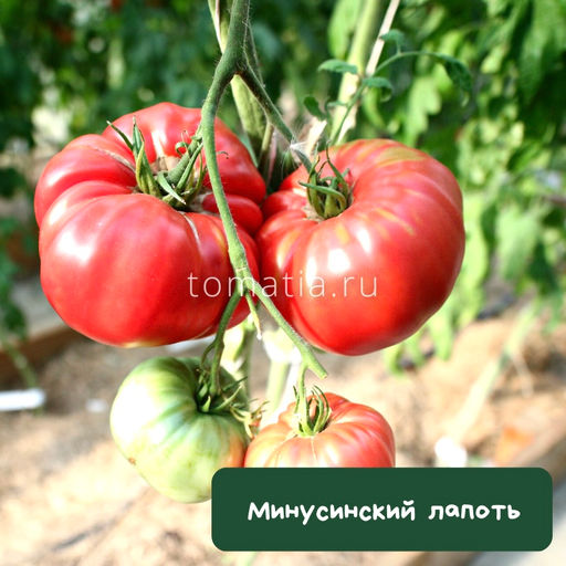 Минусинское бычье сердце с носиком