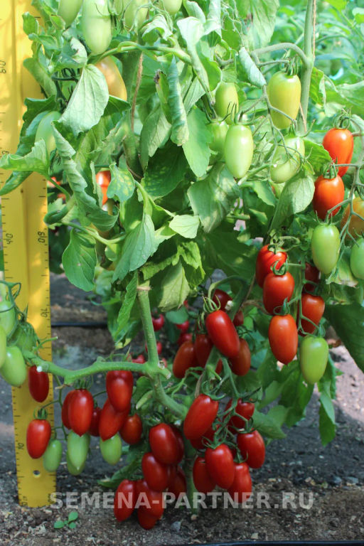 Томат Джек Пот - Партнер фото 3