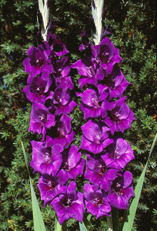 ГЛАДИОЛУС Пурпл Флора Разбор 10/12 Кол-во упак., шт 10