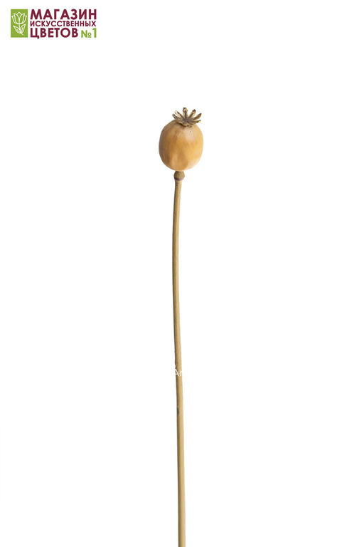 129 Коробочка мака