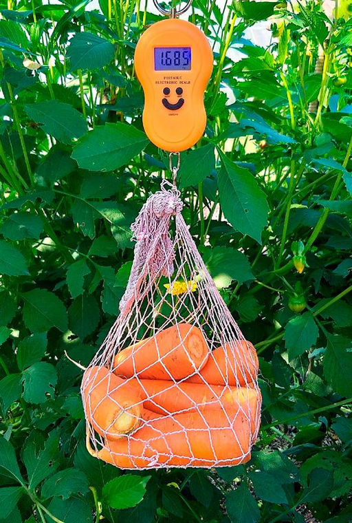 Морковь ШАНТЕНЭ РОЯЛ  Улучшенная вариация популярного типа! Корнеплоды ровные, не растрескиваются! - Уральский дачник фото 4