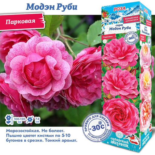 Роза Модэн Руби (Канадская/Парковая) 1шт